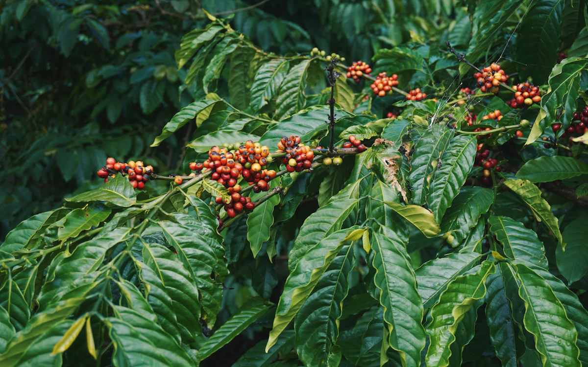 Rote Kaffeekirschen an grünen Zweigen