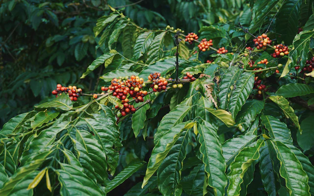 Rote Kaffeekirschen an grünen Zweigen