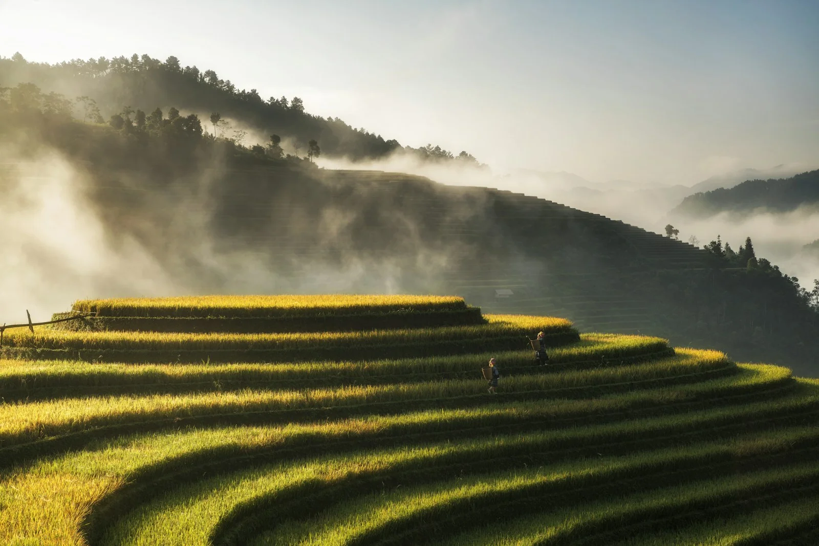 Goldene Reisterrassen in Mu Cang Chai im Morgenlicht vor nebligen Berghängen